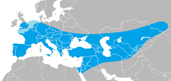 Área de expansión del Neandertal copia